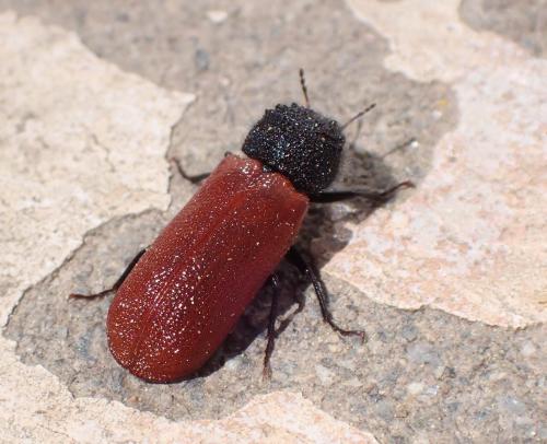 Bostrichus capucinus